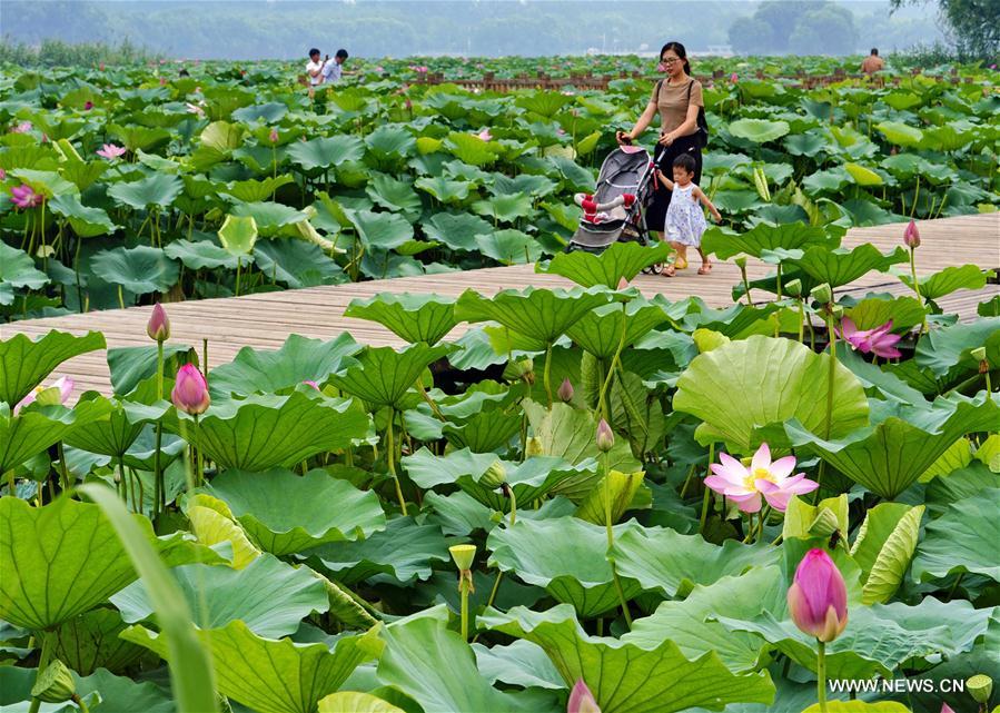 CHINA-HEBEI-LOTUS (CN)