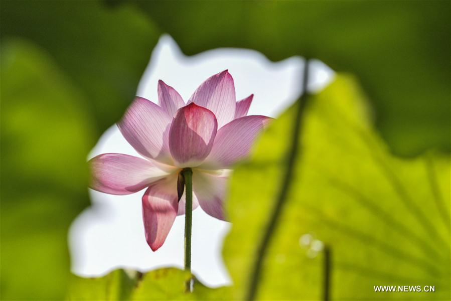 #CHINA-SHANDONG-LOTUS FLOWER (CN)