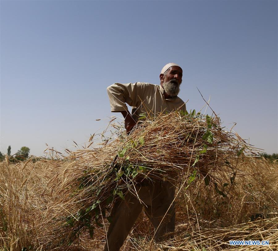 AFGHANISTAN-GHAZNI-FARMER