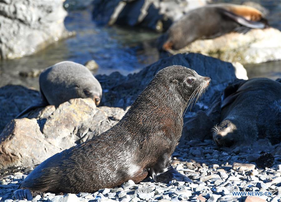 NEW ZEALAND-WELLINGTON-NEW ZEALAND FUR SEALS