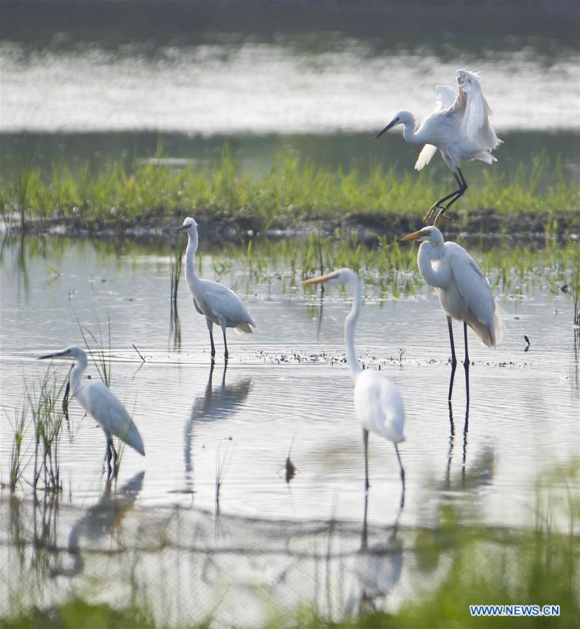 #CHINA-JIANGSU-EGRETS(CN)