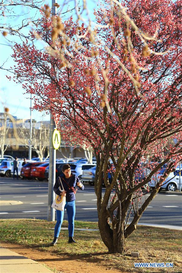 AUSTRALIA-CANBERRA-EARLY SPRING