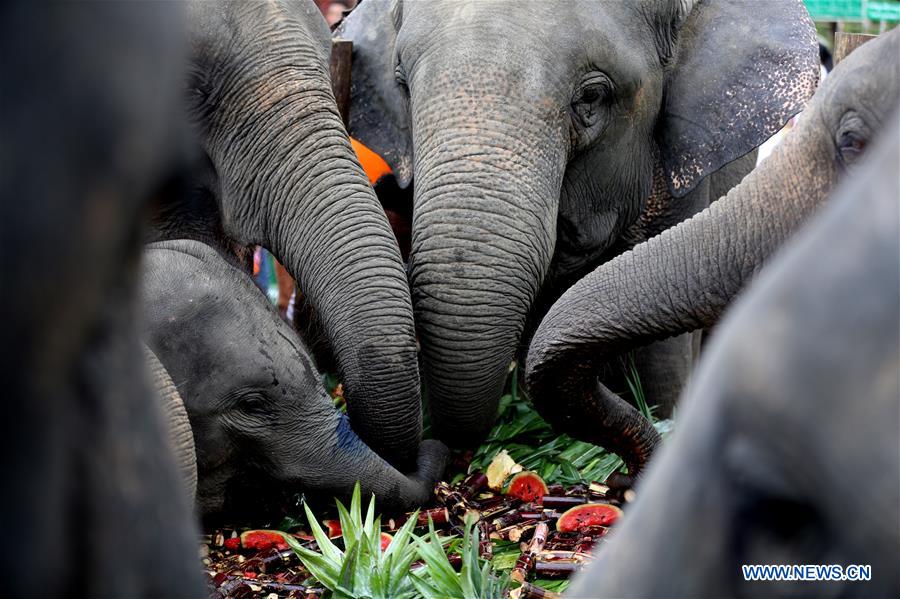 MYANMAR-BAGO-WORLD ELEPHANT DAY