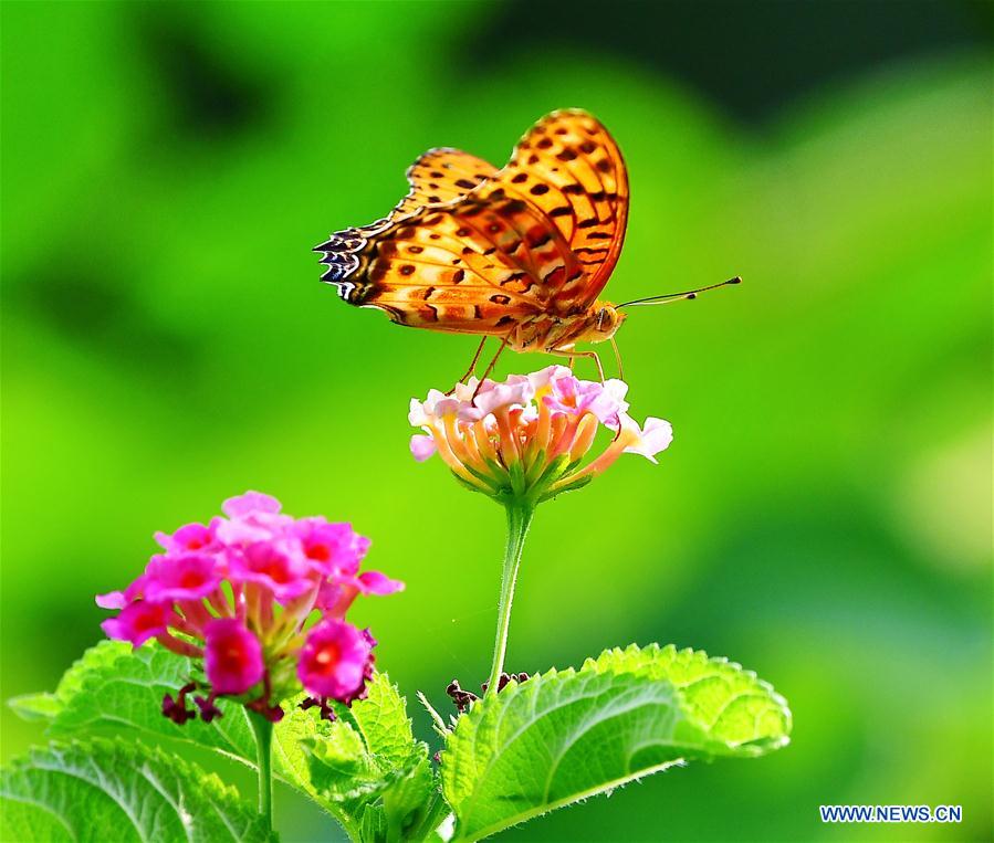 CHINA-FUJIAN-BUTTERFLY-LANTANA CAMARA (CN)