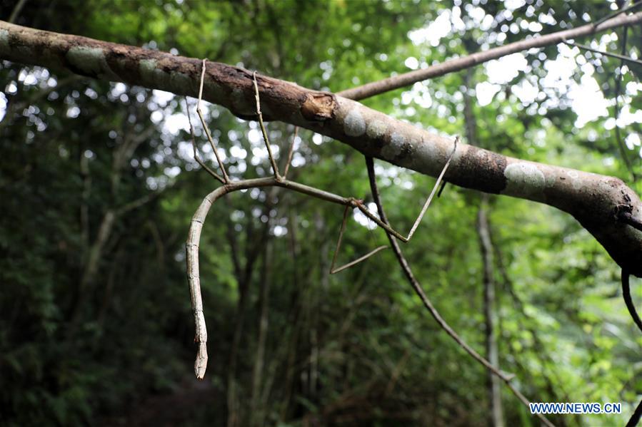 #CHINA-SICHUAN-CHENGDU-STICK INSECT-RELEASE (CN*)