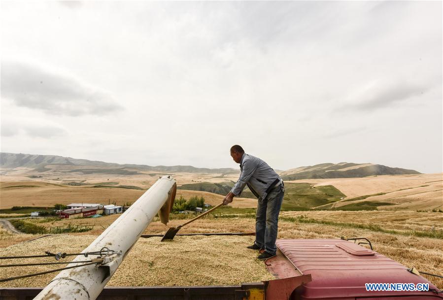 CHINA-XINJIANG-WHEAT HARVEST (CN)