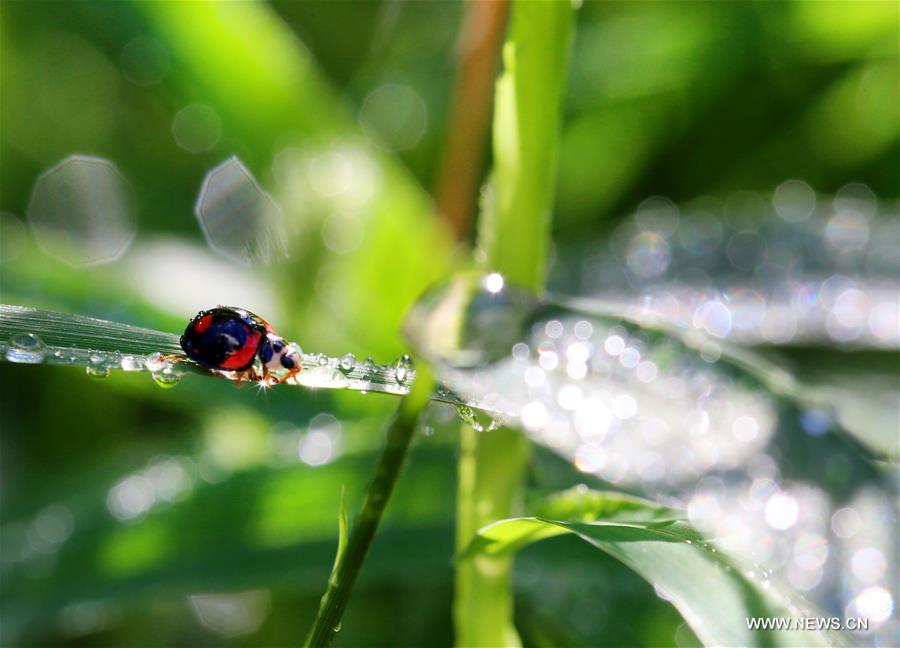 #CHINA-AUTUMN-DEWDROPS (CN)