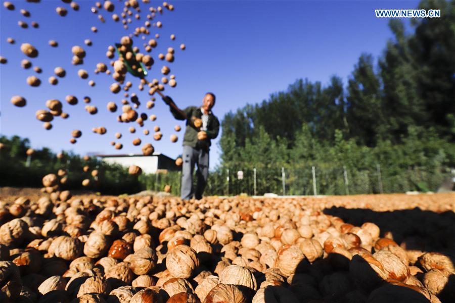 #CHINA-HEBEI-WALNUT-HARVEST (CN)