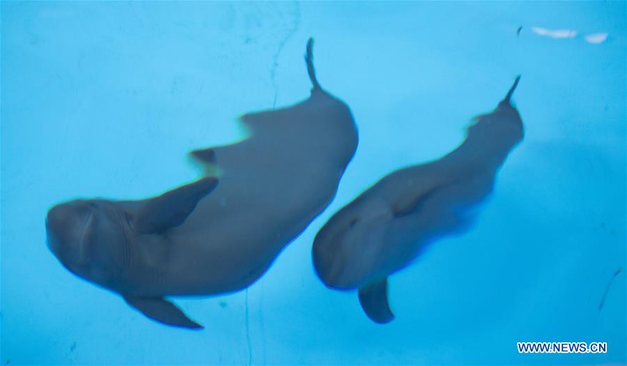 CHINA-FINLESS PORPOISE-BREEDING-100 DAYS (CN)