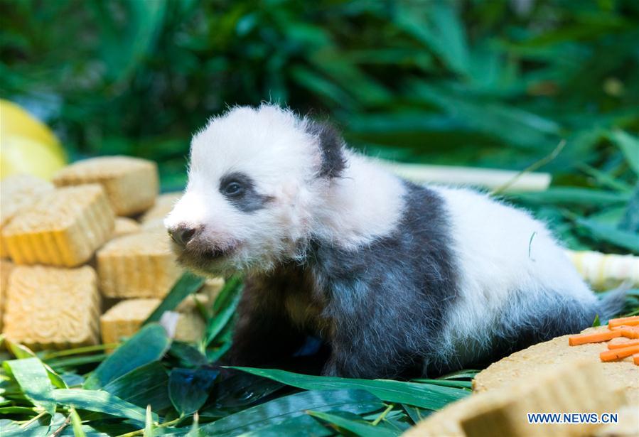 CHINA-GUANGZHOU-GIANT PANDA (CN)