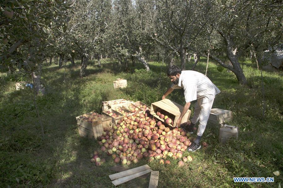 INDIAN-CONTROLLED KASHMIR-SRINAGAR-APPLE HARVEST