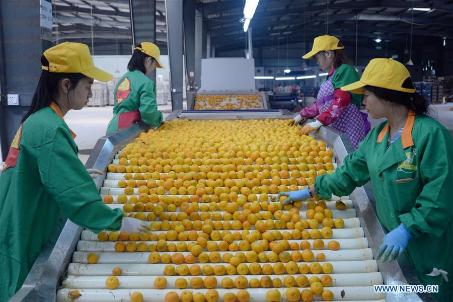 #CHINA-JIANGXI-ORANGE-HARVEST (CN)