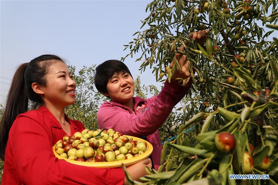 #CHINA-SHANDONG-BINZHOU-JUJUBE-HARVEST (CN)