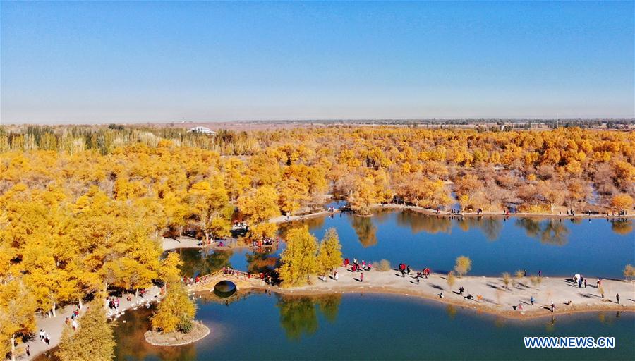 CHINA-JIUQUAN-POPULUS EUPHRATICA-AUTUMN SCENERY (CN)