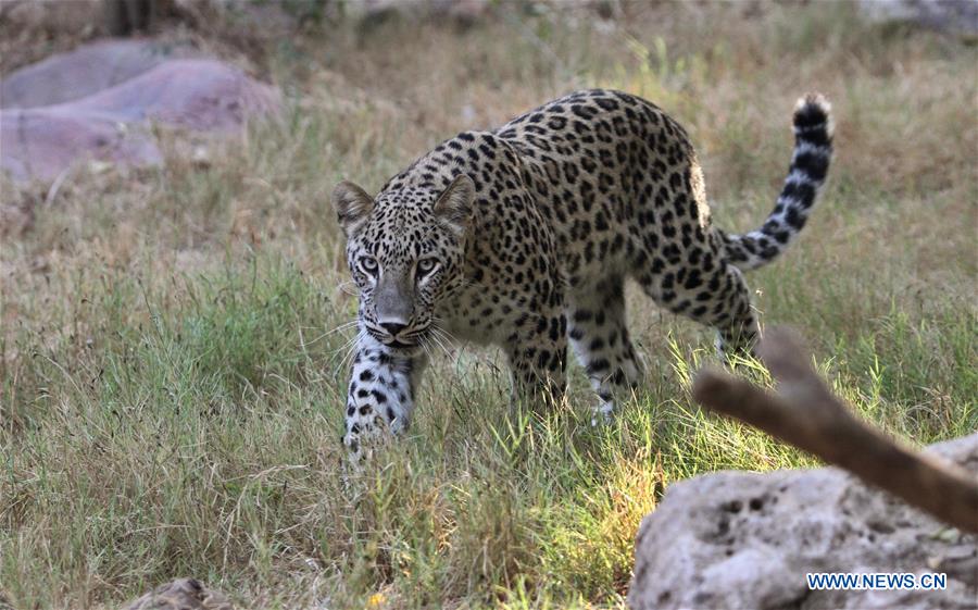 ISRAEL-RAMAT GAN-SAFARI PARK-PERSIAN LEOPARD-NAMING