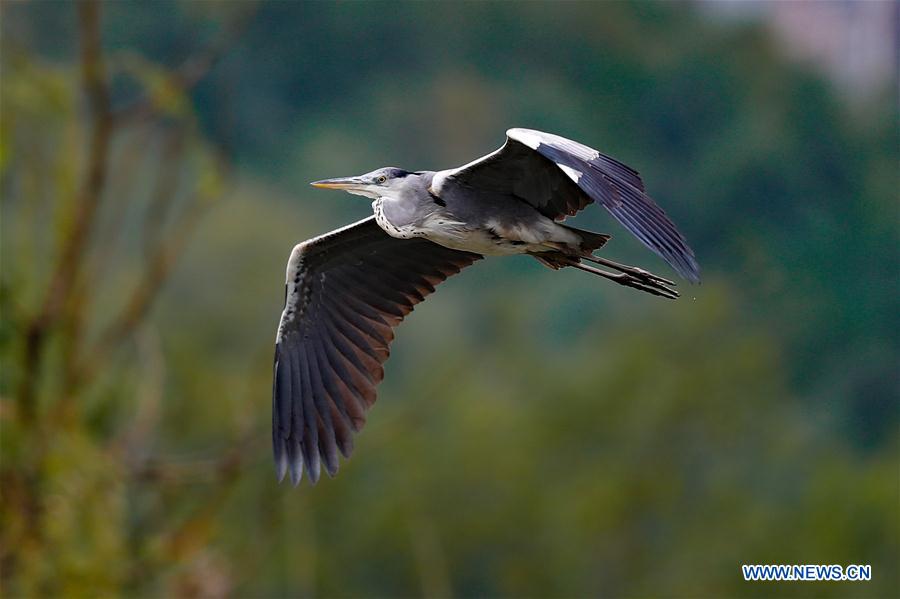 CHINA-GUIZHOU-BIRDS (CN)