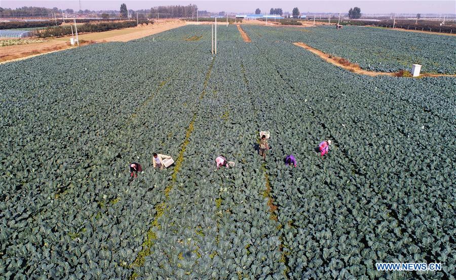 CHINA-HEBEI-AGRICULTURE-DEVELOPMENT (CN)