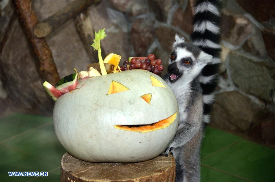 RUSSIA-NIZHNY NOVGOROD-HALLOWEEN-ZOO