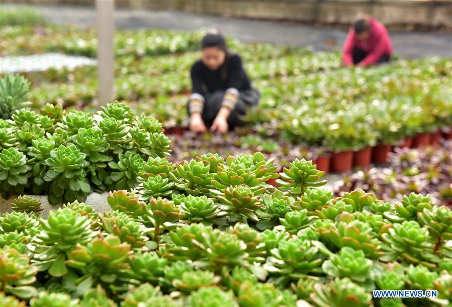 #CHINA-WINTER-FARM WORK (CN)