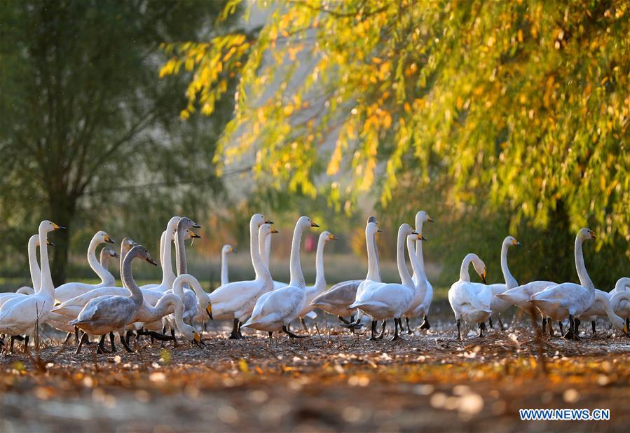 #CHINA-SHANXI-YUNCHENG-PINGLU-SWANS (CN)