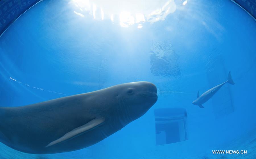 CHINA-HUBEI-FINLESS PORPOISE