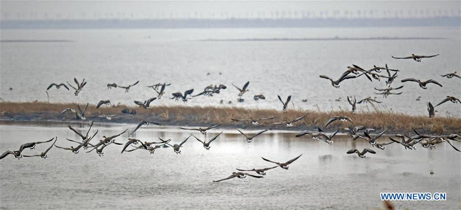 CHINA-LIAONING-WOLONG LAKE-BIRDS (CN)