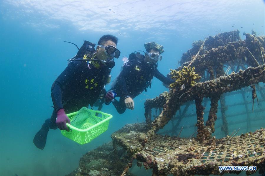 CHINA-HAINAN-DIVING INSTRUCTOR-CORAL REEF RESTORATION (CN)