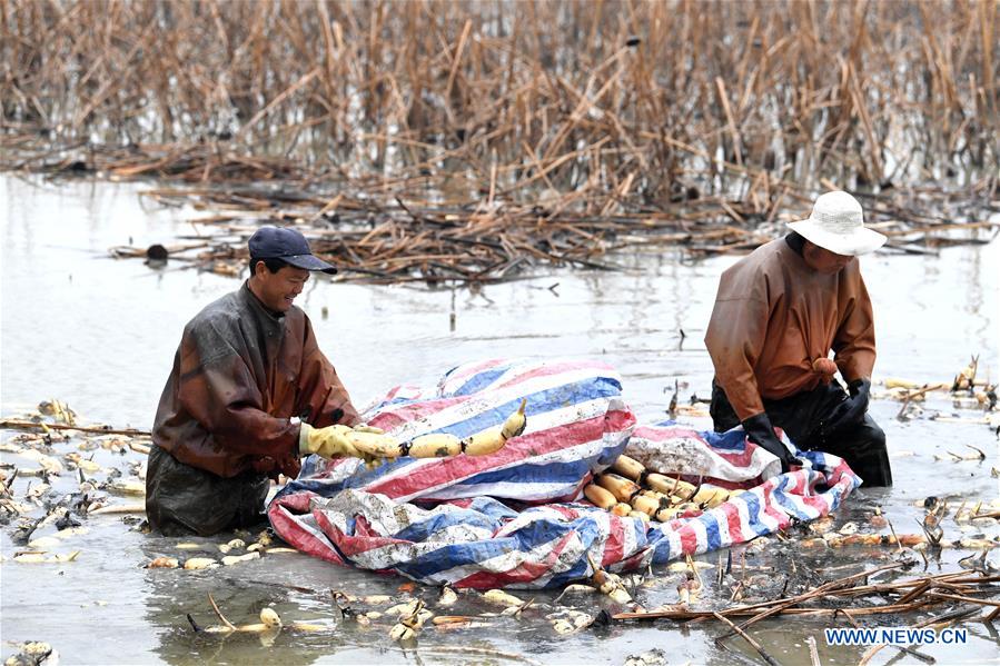 CHINA-ANHUI-LOTUS ROOT-HARVEST (CN)