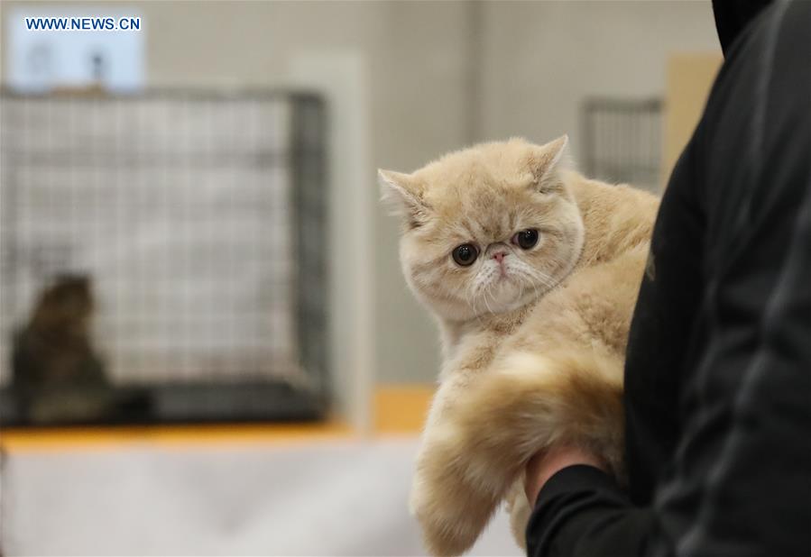 ITALY-BOLOGNA-AMERICAN CAT SHOW