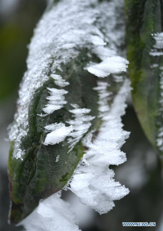 #CHINA-HUBEI-ENSHI-FROZEN PLANTS(CN)