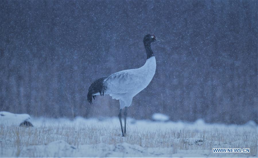 CHINA-TIBET-BLACK-NECKED CRANES (CN)