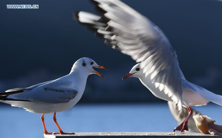 CHINA-KUNMING-RED-BILLED GULLS (CN)