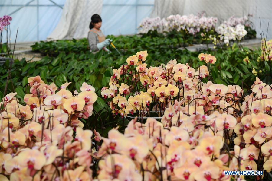 #CHINA-HEBEI-FLOWER MARKET (CN)