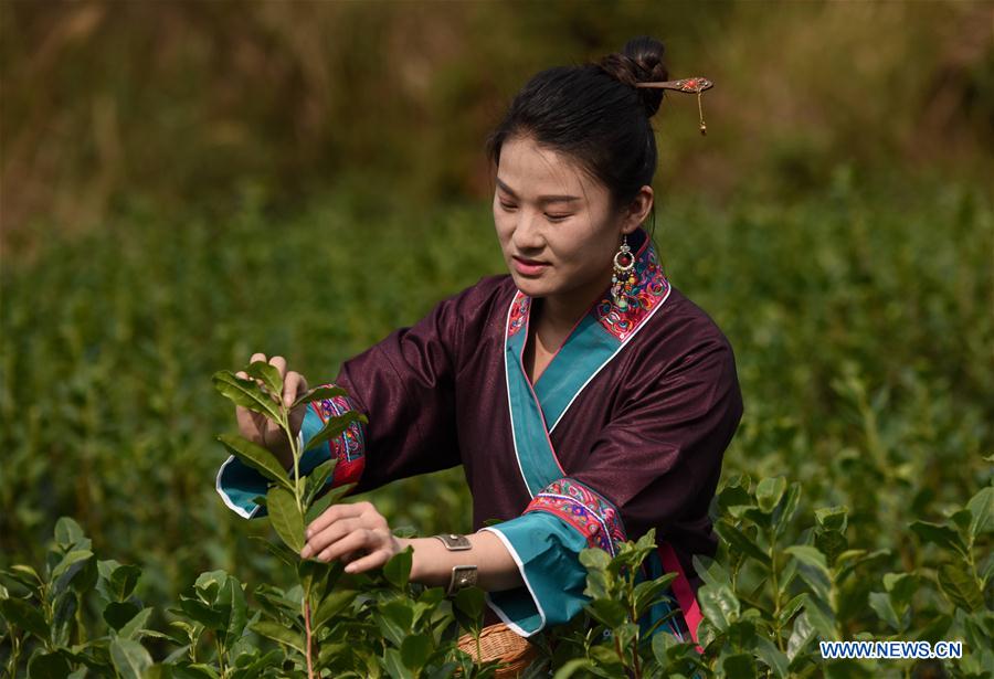 #CHINA-GUANGXI-SANJIANG-SPRING TEA (CN)