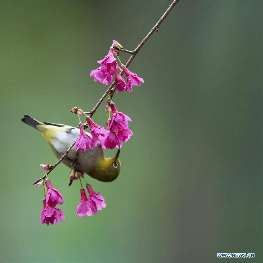 CHINA-FUJIAN-BIRD-WHITE-EYE (CN)