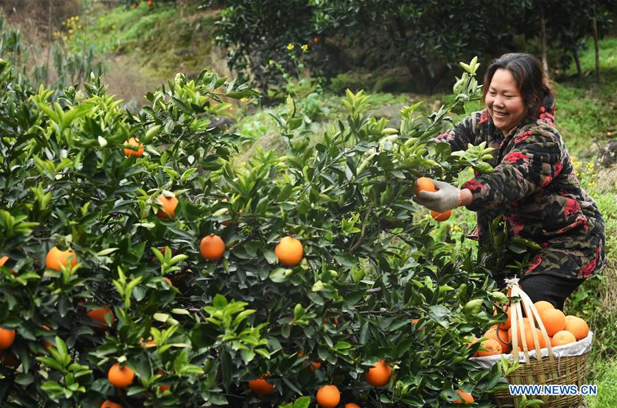 CHINA-CHONGQING-FENGJIE-NAVEL ORANGE (CN)