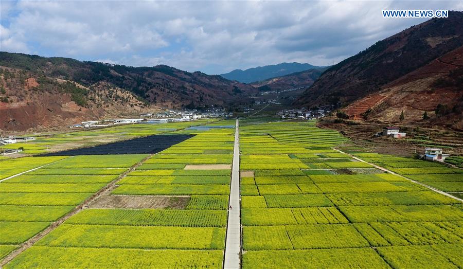 CHINA-SICHUAN-MIYI COUNTY-COLE FLOWERS (CN)