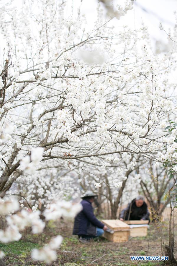 CHINA-GUIZHOU-CHERRY BLOSSOM-BEE-FARMING(CN)