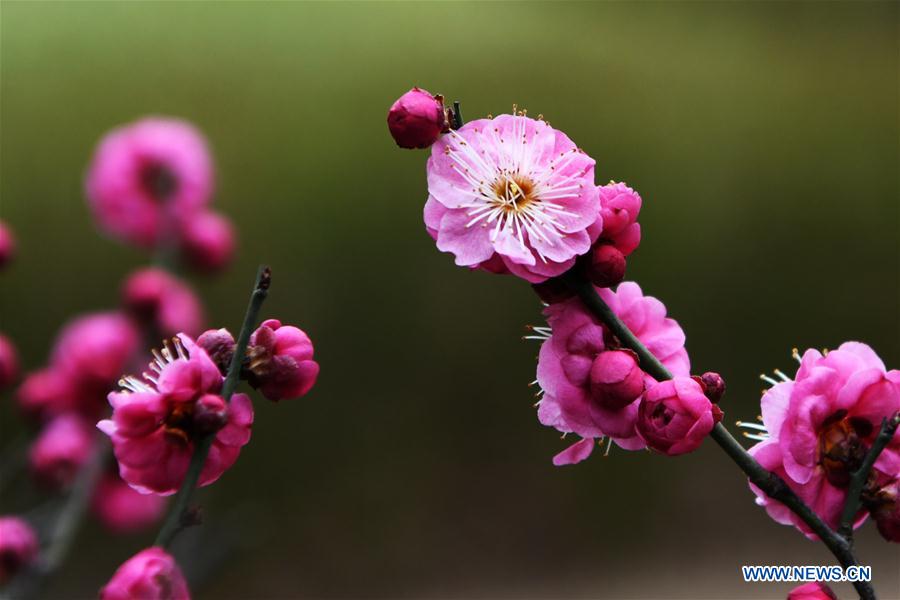 #CHINA-SHANDONG-SPRING-FLOWERS (CN)