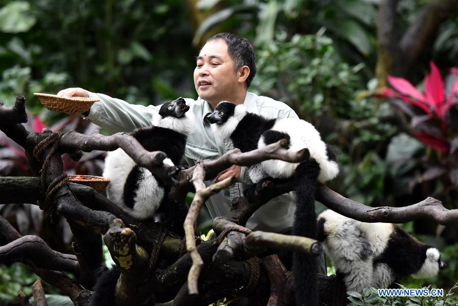 CHINA-GUANGDONG-CHIMELONG-RUFFED LEMUR-TRIPLETS (CN)