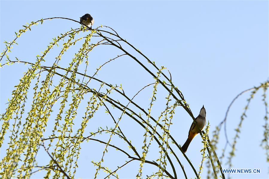 #CHINA-SPRING-WILLOW TREE (CN)