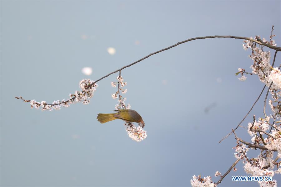 #CHINA-SPRING-FLOWERS (CN)