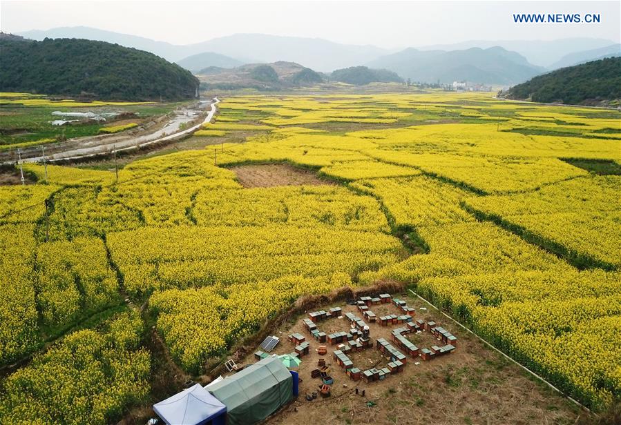 CHINA-GUIZHOU-LIPING-HONEY-BEE-FARMING (CN)