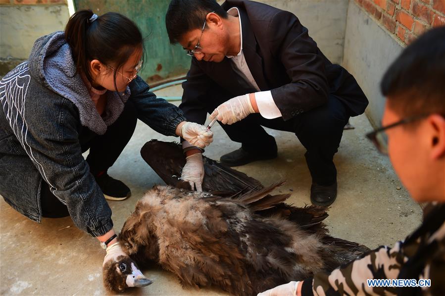 #CHINA-HEBEI-CANGZHOU-MIGRANT BIRD-AID (CN)