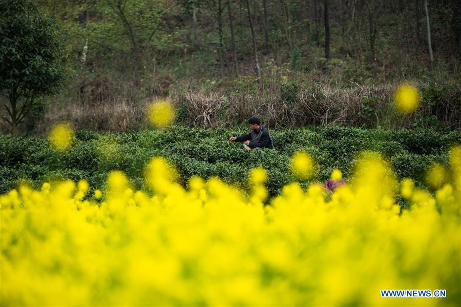 CHINA-GUIZHOU-TEA GARDEN (CN)