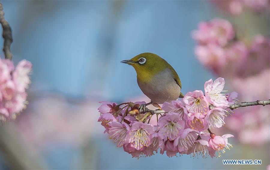 #CHINA-SPRING-BIRD (CN)