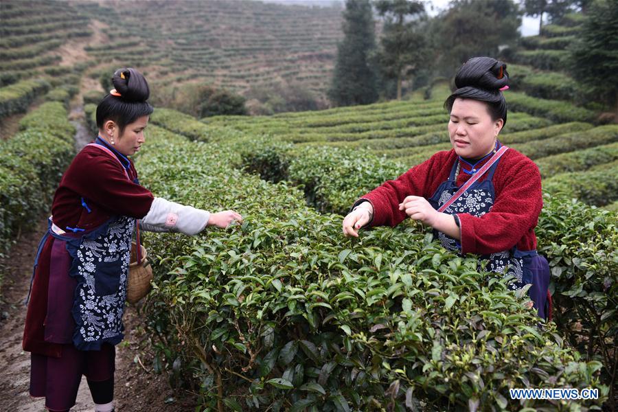 CHINA-GUIZHOU-DANZHAI-TEA-HARVEST (CN)