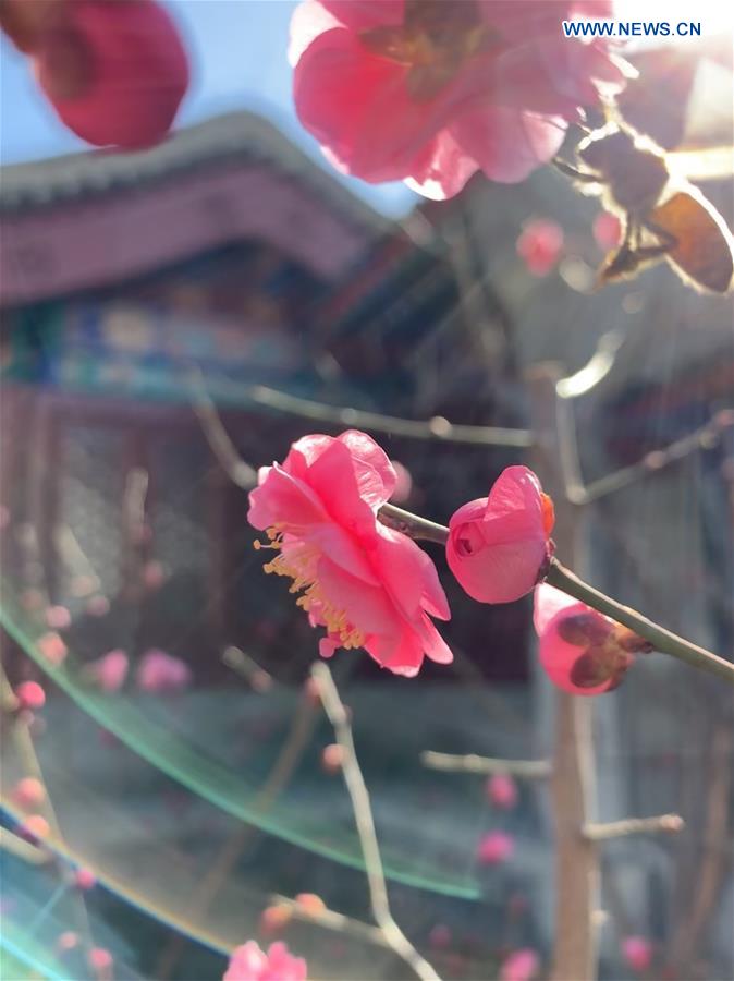 (BeijingCandid) CHINA-BEIJING-SPRING (CN)