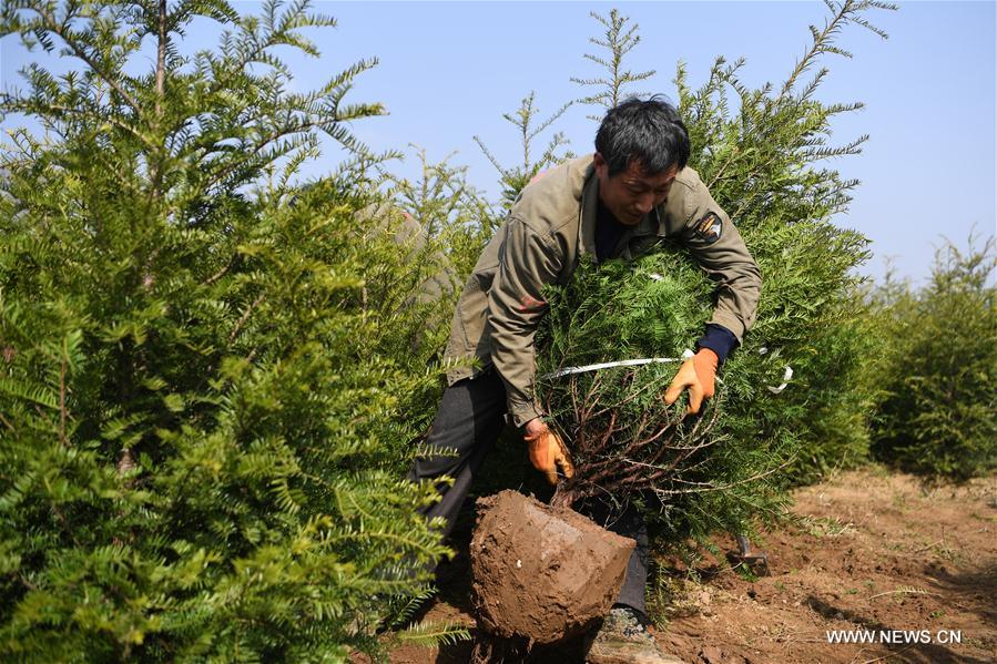 CHINA-GANSU-HUIXIAN-POVERTY ALLEVIATION-TREE NURSERY (CN)