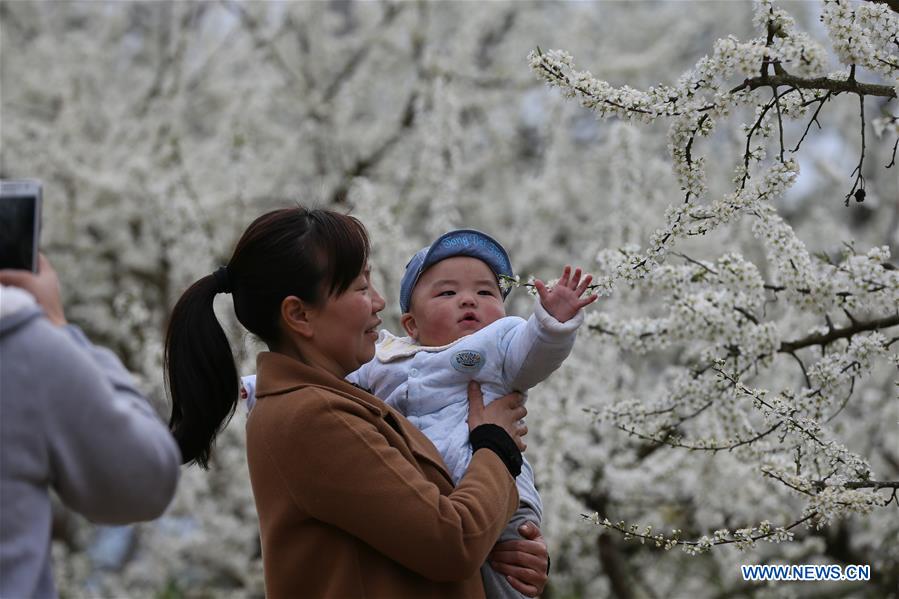 # CHINA-HUBEI-SPRING SCENERY-PLUM BLOSSOM (CN)